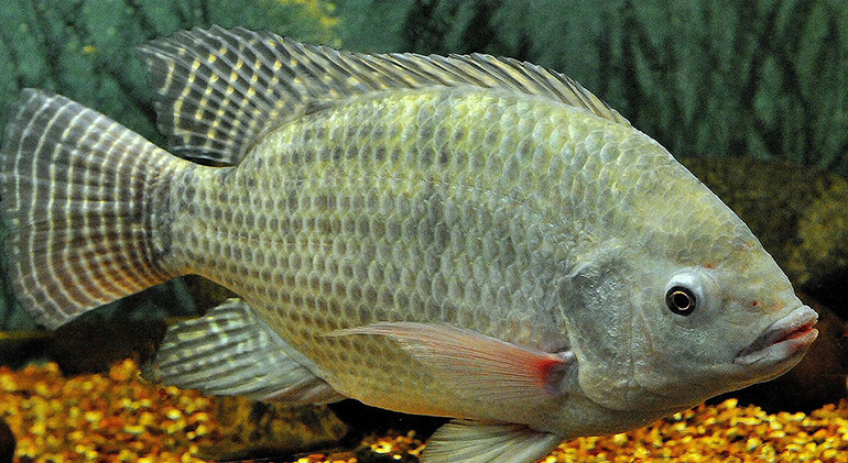 Balık kollajen mi yoksa sığır kollajen mi?